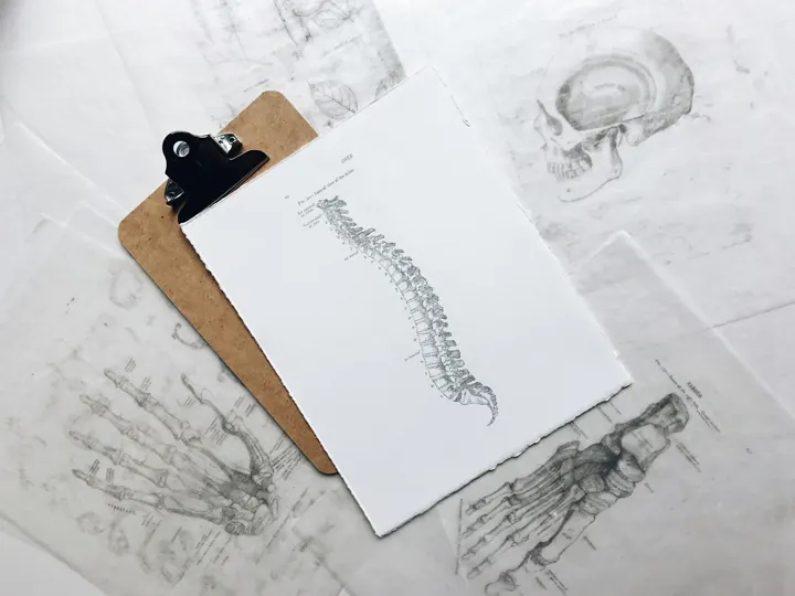 Omurga anatomisini gösteren çizim
