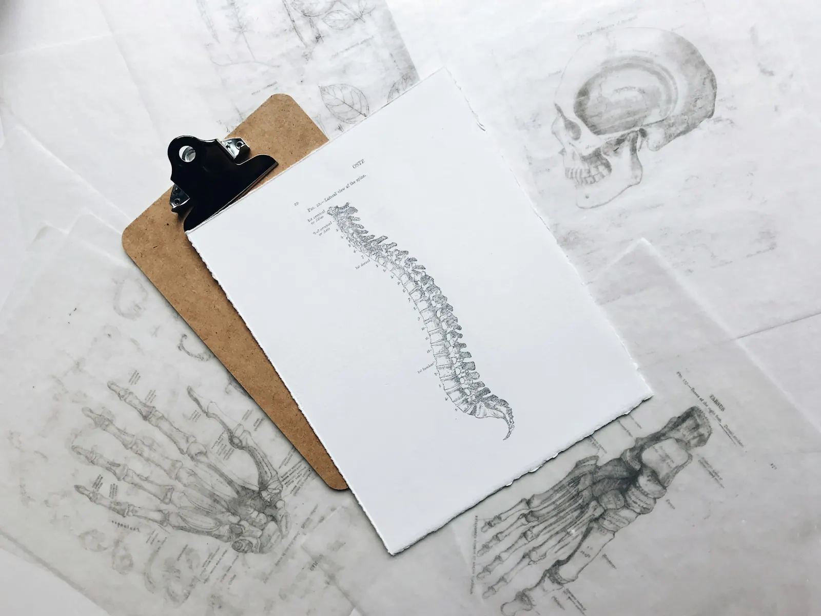Omurga anatomisini gösteren çizim