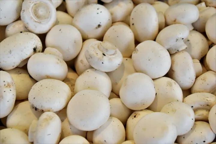 Beyaz şampinyon mantarları